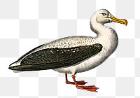 Vintage albatross bird png, remix from artworks by Charles Dessalines D'orbigny
