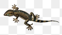 Vintage lilford's wall lizard png reptilelizard