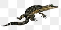 Vintage alligator png reptile, remix from artworks by Charles Dessalines D'orbigny