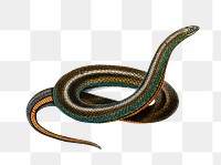 Vintage slug eater snake png reptile animal, remix from artworks by Charles Dessalines D&#39;orbigny
