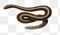 Vintage eryx snake png reptile animal, remix from artworks by Charles Dessalines D&#39;orbigny