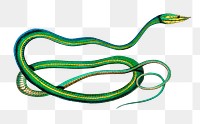 Vintage green vine snake png reptile, remix from artworks by Charles Dessalines D&#39;orbigny