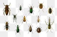 Vintage insect png set, remix from artworks by Charles Dessalines D&#39;orbigny