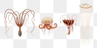 Png jellyfish octopus squid cephalopod set, remix from artworks by Charles Dessalines D&#39;orbigny