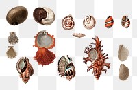 Png sea snail shell set, remix from artworks by Charles Dessalines D&#39;orbigny