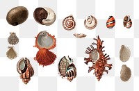 Png sea snail shell set, remix from artworks by Charles Dessalines D'orbigny