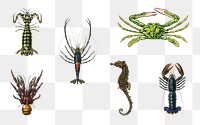 Hand drawn png marine life set, remix from artworks by Charles Dessalines D&#39;orbigny