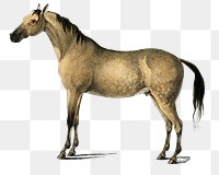 Vintage png horse animal, remix from artworks by Charles Dessalines D'orbigny