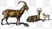 Vintage wild goat png animal, remix from artworks by Charles Dessalines D'orbigny
