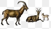Vintage wild goat png animal, remix from artworks by Charles Dessalines D&#39;orbigny