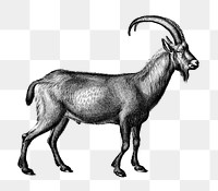 Vintage wild goat png animal, remix from artworks by Charles Dessalines D&#39;orbigny