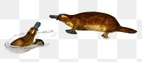 vintage platypus png animal, remix from artworks by Charles Dessalines D&#39;orbigny