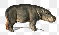 Vintage hippopotamus png animal, remix from artworks by Charles Dessalines D'orbigny