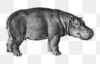 Vintage hippopotamus png animal, remix from artworks by Charles Dessalines D&#39;orbigny