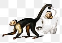 Vintage png Panamanian white-faced capuchin animal, remix from artworks by Charles Dessalines D'orbigny