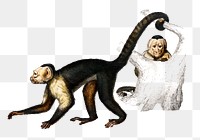 Vintage png Panamanian white-faced capuchin animal, remix from artworks by Charles Dessalines D'orbigny