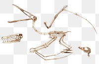 Png extinct Pterosaur fossil skeleton, remix from artworks by Charles Dessalines D'orbigny