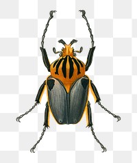 Vintage chief Goliath beetles png bug, remix from artworks by Charles Dessalines D'orbigny