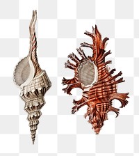 Png predatory sea snail hand drawn set, remix from artworks by Charles Dessalines D&#39;orbigny