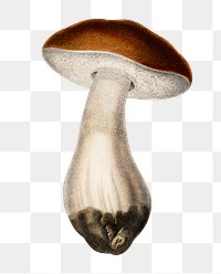 Vintage penny bun mushroom png, remix from artworks by Charles Dessalines D&#39;orbigny