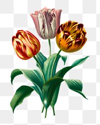 Png garden tulip hand drawn flower, remix from artworks by Charles Dessalines D&#39;orbigny