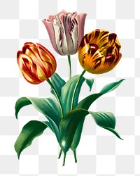 Png garden tulip hand drawn flower, remix from artworks by Charles Dessalines D'orbigny