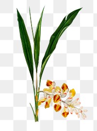 Dwarf cardamom png flower plant, remix from artworks by Charles Dessalines D&#39;orbigny