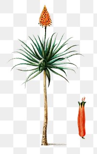 Candelabra aloe png plant hand drawn, remix from artworks by Charles Dessalines D'orbigny