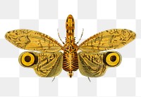Vintage Fulgora png insect, remix from artworks by Charles Dessalines D&#39;orbigny