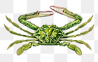 Hand drawn png green crab, remix from artworks by Charles Dessalines D&#39;orbigny