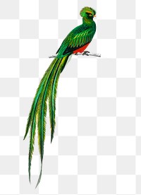 Vintage pavonine quetzal  bird png, remix from artworks by Charles Dessalines D&#39;orbigny
