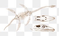 Plesiosaurus fossil png extinct animal, remix from artworks by Charles Dessalines D'orbigny