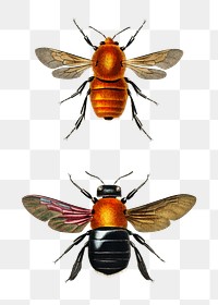 Vintage insect png set, remix from artworks by Charles Dessalines D'orbigny