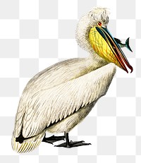 Vintage pelican bird png, remix from artworks by Charles Dessalines D'orbigny