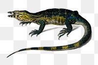 Vintage water monitor png lizard, remix from artworks by Charles Dessalines D'orbigny