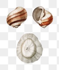 Png predatory sea snail hand drawn set, remix from artworks by Charles Dessalines D'orbigny