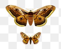 Vintage small emperor moth png, remix from artworks by Charles Dessalines D&#39;orbigny