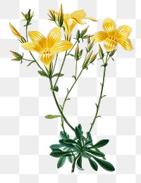 Yellow flax png hand drawn flower, remix from artworks by Charles Dessalines D&#39;orbigny