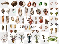 Vintage png marine life set, remix from artworks by Charles Dessalines D&#39;orbigny