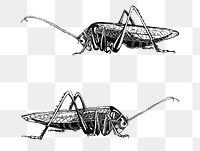 Vintage black and white grasshopper art print png, remix from artworks by Theo van Hoytema