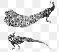 Vintage peacock and cock png art print, remix from artworks by Theo van Hoytema