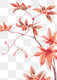 Vintage Japanese maple tree png art print, remix from artworks by Megata Morikaga