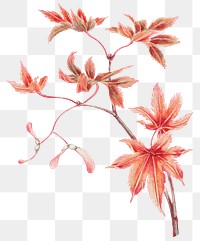 Vintage Japanese maple tree png art print, remix from artworks by Megata Morikaga