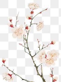 Vintage Japanese plum blossom png art print, remix from artworks by Megata Morikaga