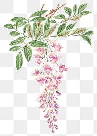 Vintage Japanese Wisteria tree png art print, remix from artworks by Megata Morikaga