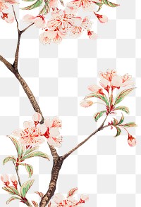 Vintage Japanese cherry blossoms png art print, remix from artworks by Megata Morikaga