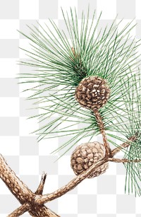 Vintage Japanese pine tree png art print, remix from artworks by Megata Morikaga