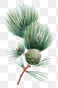 Vintage Japanese pine tree png art print, remix from artworks by Megata Morikaga