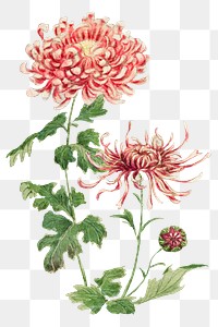 Vintage chrysanthemum flowers png art print, remix from artworks by Megata Morikaga