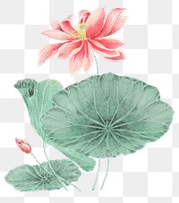 Vintage Japanese lotus png art print, remix from artworks by Megata Morikaga